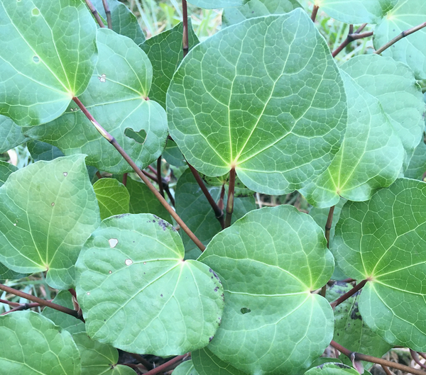 Why so much love for Kawakawa? The leaves say it all
